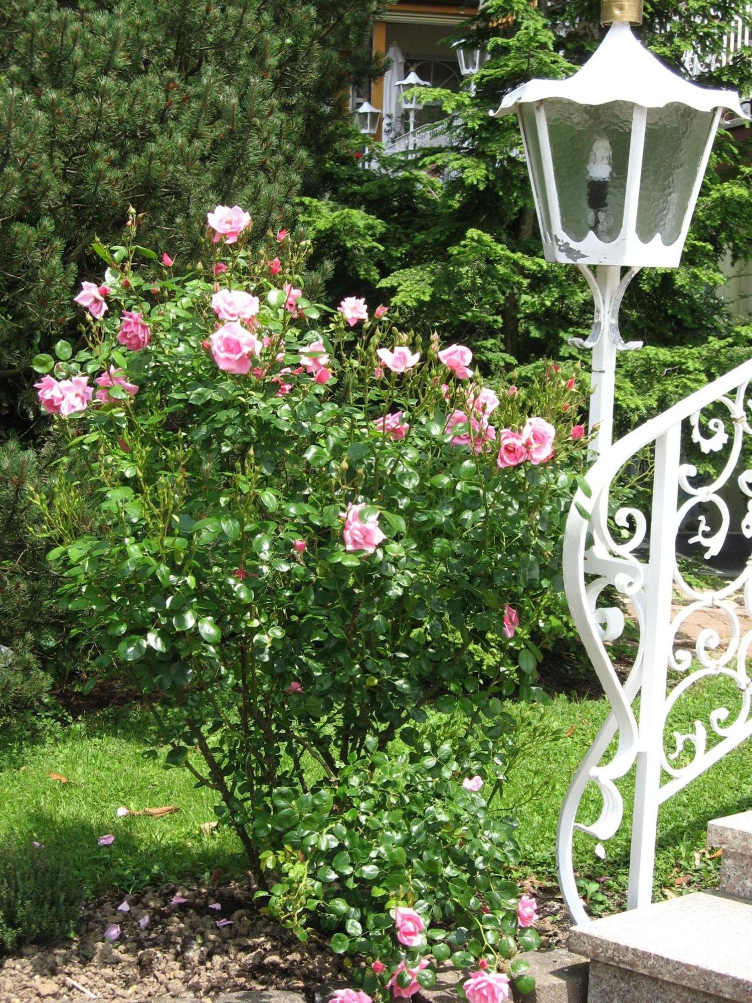 Silberkoenig Schwarzwald Hotel & Restaurant Ringhotel Gutach im Breisgau Esterno foto